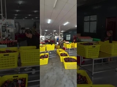 رشته دوخت پلی استر